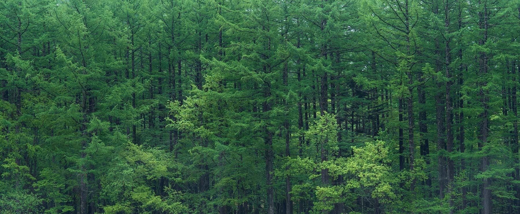 森の写真