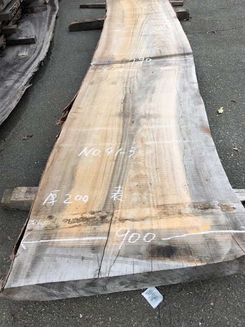 楠（クス）　　一枚板