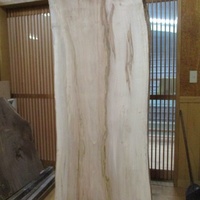 ソフトメープル NO.T-B91-4