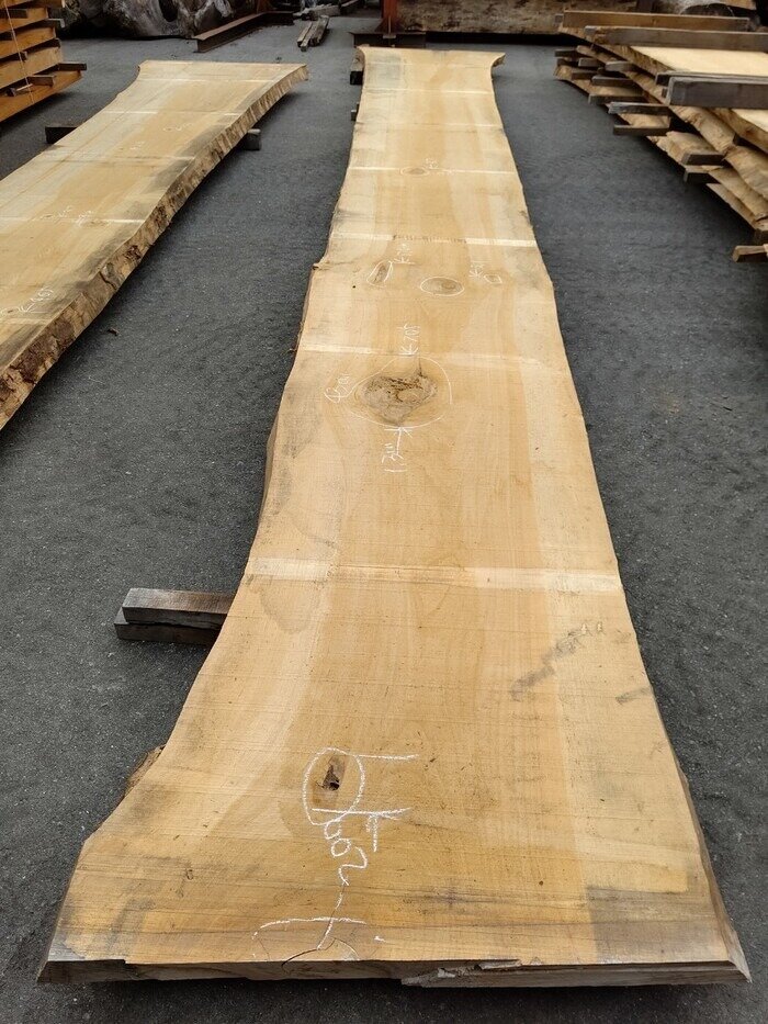 一枚板　銀杏（イチョウ）