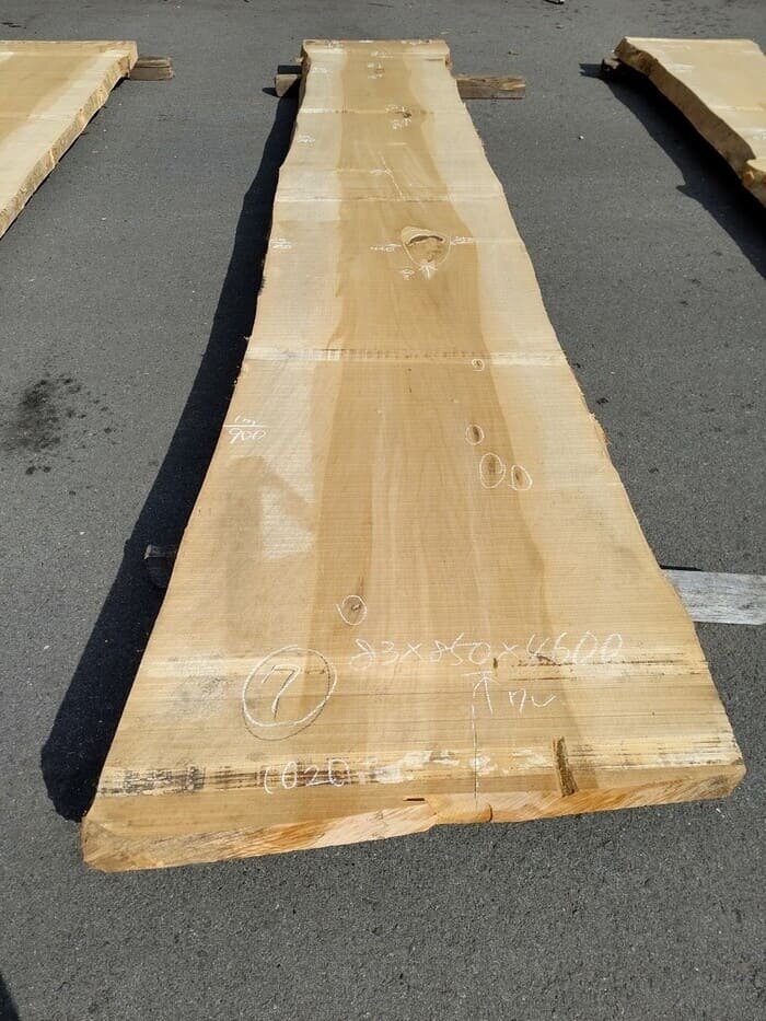 一枚板　銀杏（イチョウ）