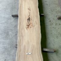 楠（クス）　NO.T227-4