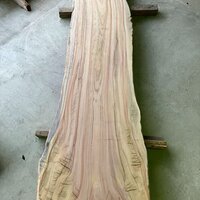 楠（クス）　NO.Ｔ19-3