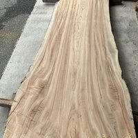 楠（クス）　NO.T19-2