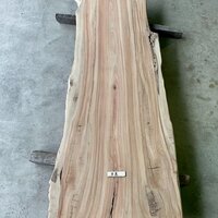 楠（クス）　NO.T19-1