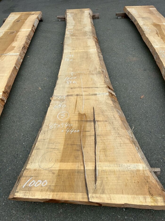 銀杏（イチョウ）　一枚板・天板