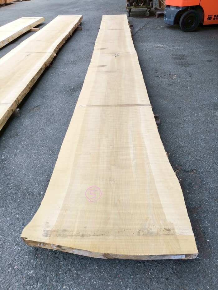 銀杏（イチョウ）　一枚板・天板