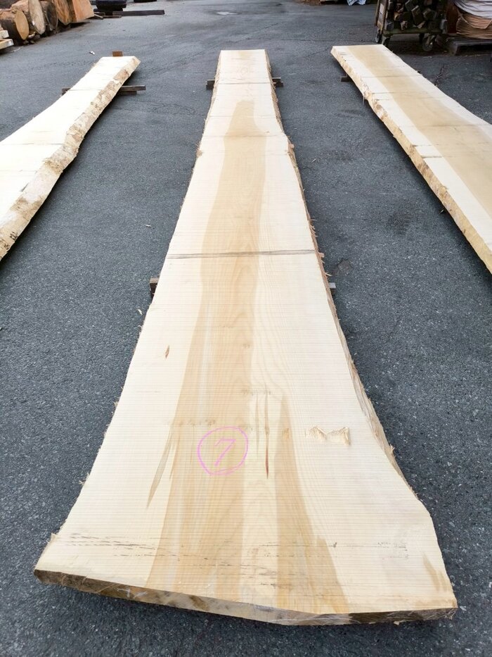 銀杏（イチョウ）　一枚板・天板