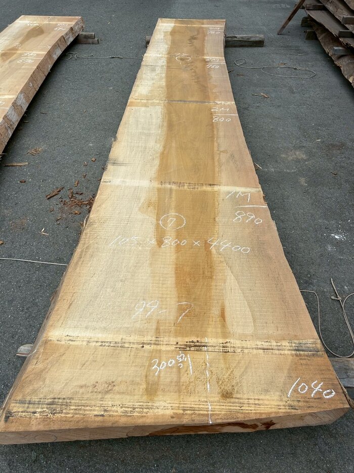 銀杏（イチョウ）　一枚板・天板