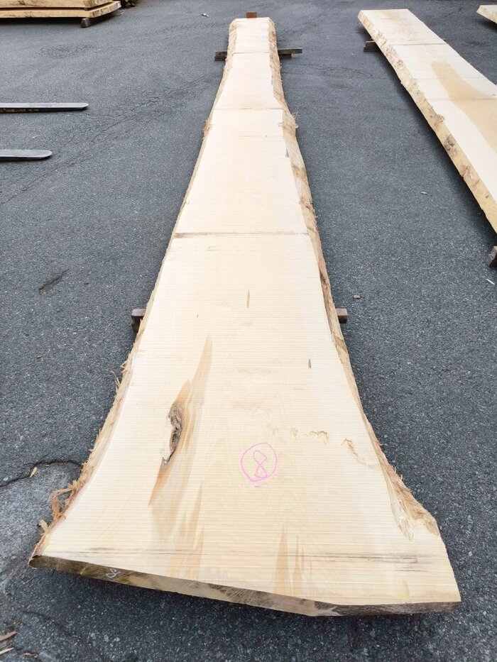 銀杏（イチョウ）　一枚板・天板