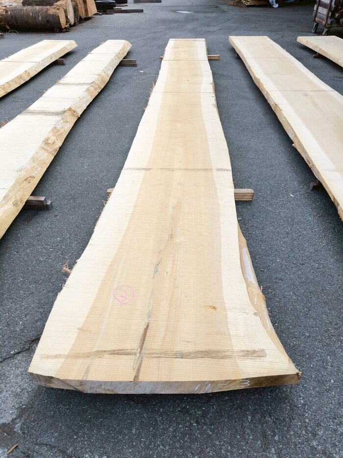 銀杏（イチョウ）　一枚板・天板