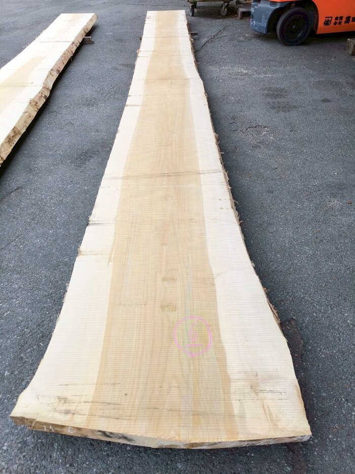 銀杏（イチョウ）　一枚板・天板