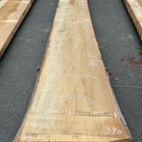 銀杏（イチョウ）　NO.99-8