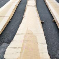 銀杏（イチョウ）　NO.11-1