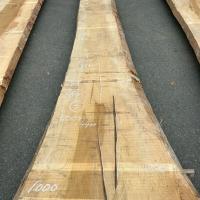 銀杏（イチョウ）　NO.99-3