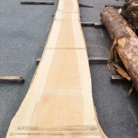 銀杏（イチョウ）　NO.11-2