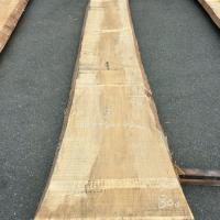 銀杏（イチョウ）　NO.99-9