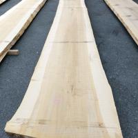 銀杏（イチョウ）　NO.11-4