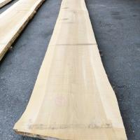 銀杏（イチョウ）　NO.11-5