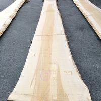 銀杏（イチョウ）　NO.11-7