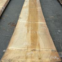 銀杏（イチョウ）　NO.99-7