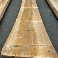 銀杏（イチョウ）　NO.99-6