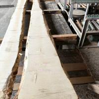 銀杏（イチョウ）　NO.11-9