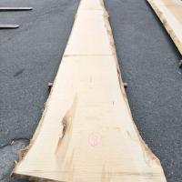 銀杏（イチョウ）　NO.11-8