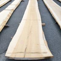 銀杏（イチョウ）　NO.11-3