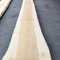 銀杏（イチョウ）　NO.11-6