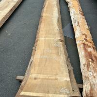 銀杏（イチョウ）　NO.99-10