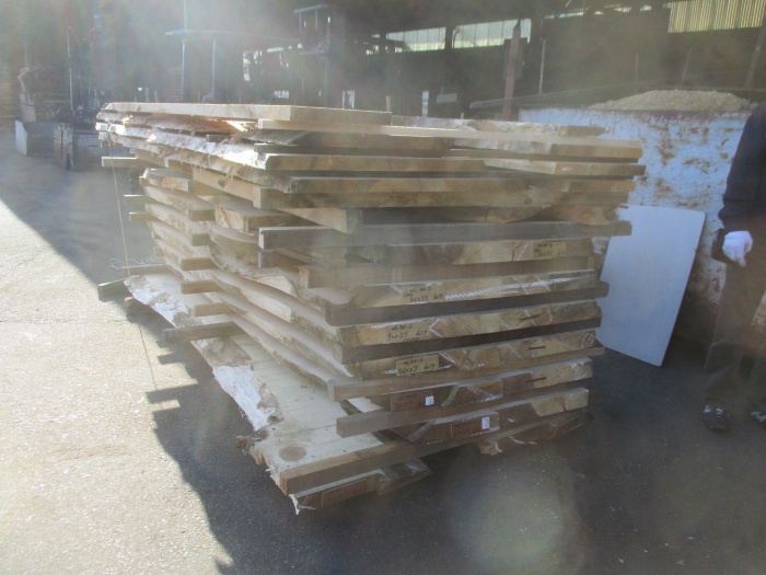 銀杏（イチョウ）