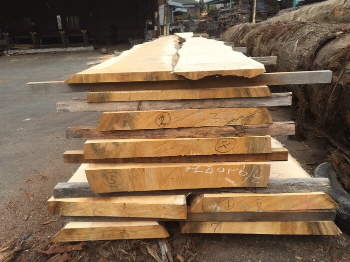 銀杏（イチョウ）