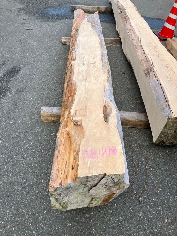 まきの木 まきの木 庭木