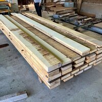 米檜葉（ベイヒバ）　NO.852914
