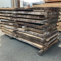 楠（クス）　NO.8004