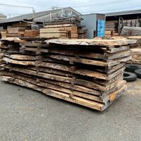 楠（クス）　NO.3319