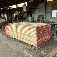 米檜葉（ベイヒバ）　NO.258