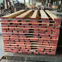 米檜葉（ベイヒバ）　NO.258