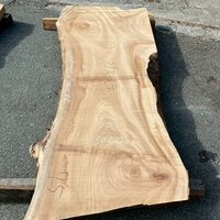 楠（クス）　NO.8020