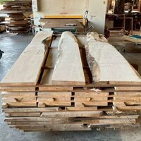 銀杏（イチョウ）　NO.5219