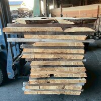 楠（クス）　NO.174