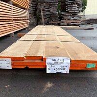 イエローポプラ　NO.5495