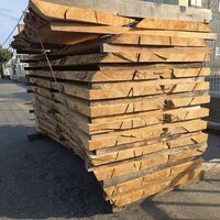 楠（クス）　NO.4214