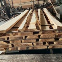 杉（スギ）　NO.5136