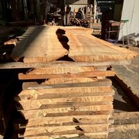 楠（クス）　NO.166