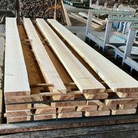 杉（スギ）　NO.6236