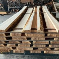 杉（スギ）　NO.5125