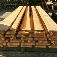 杉（スギ）　NO.5133