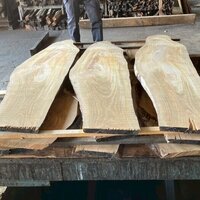 山桜（ヤマザクラ）　NO.6300-2